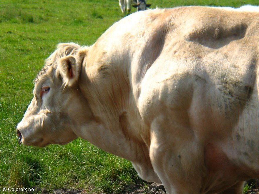 stier Foto stier