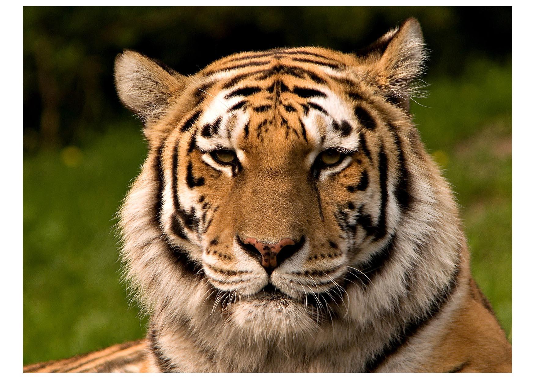 tijger Foto tijger