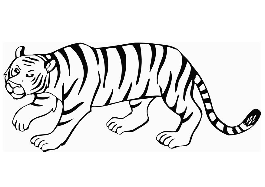 tijger Kleurplaat tijger