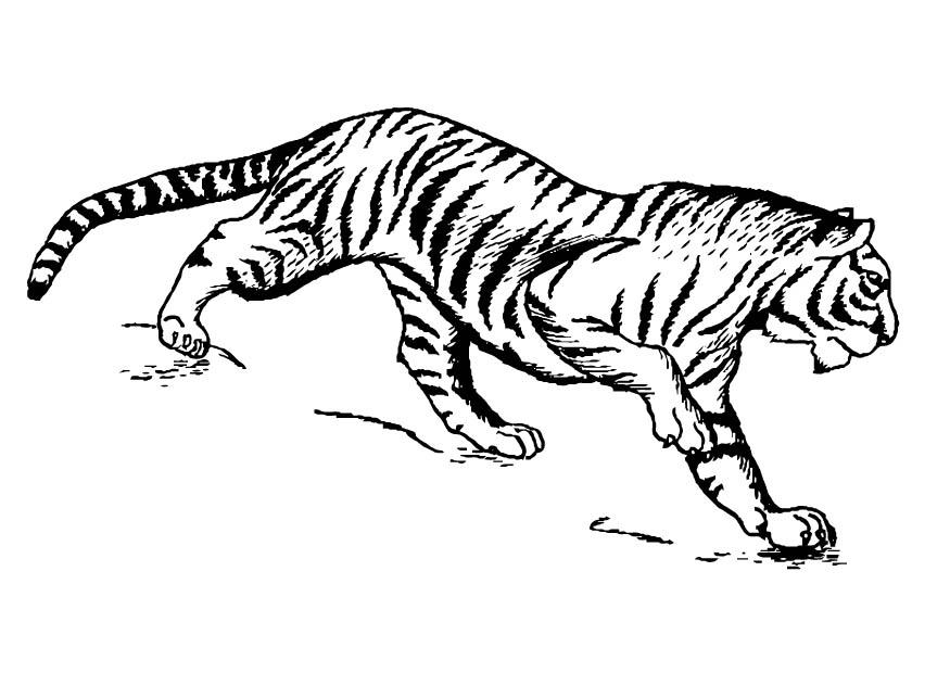 tijger Kleurplaat tijger