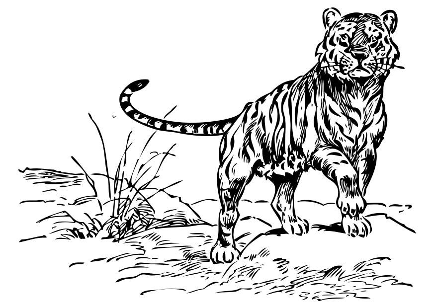 tijger Kleurplaat tijger