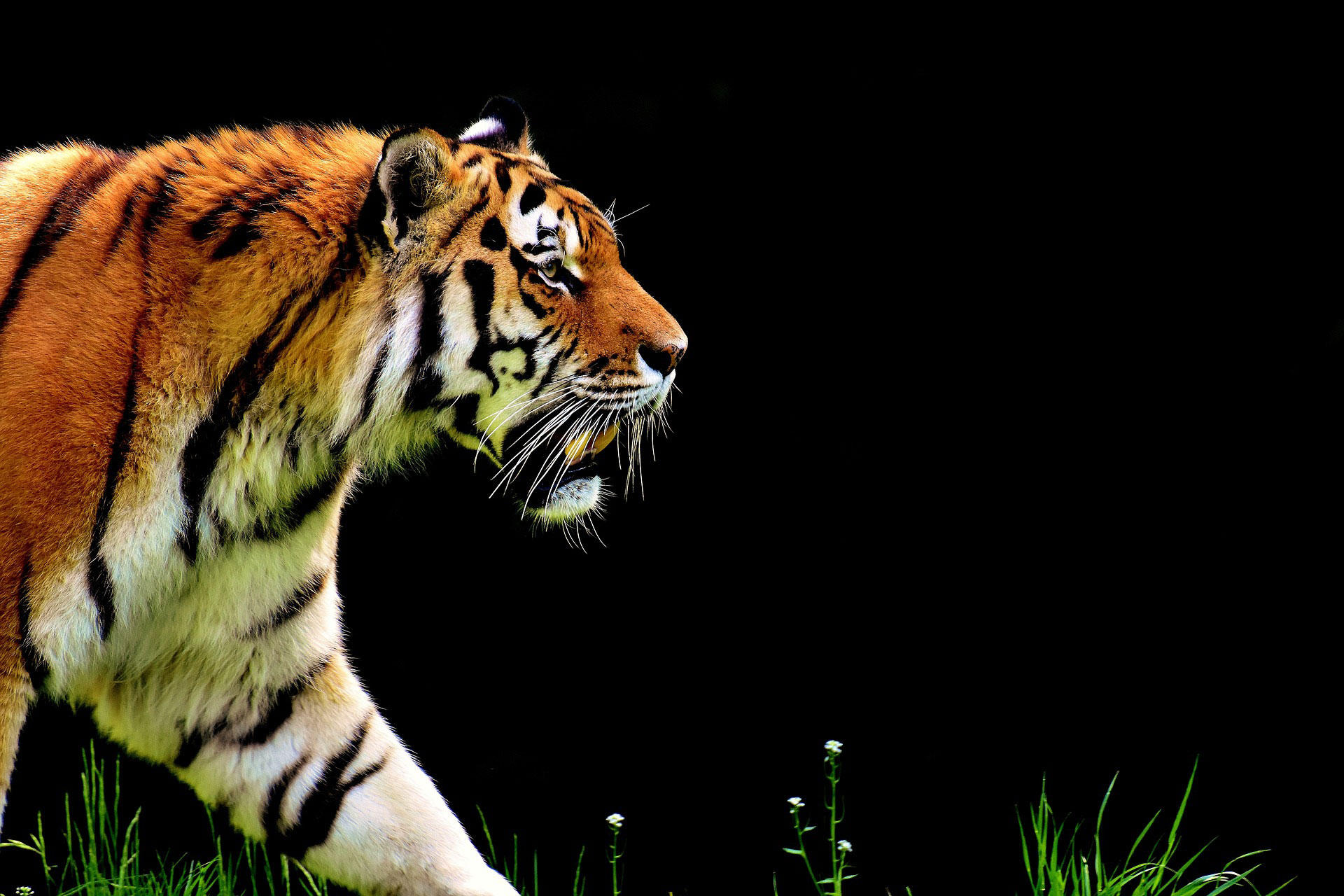 tijger Foto tijger