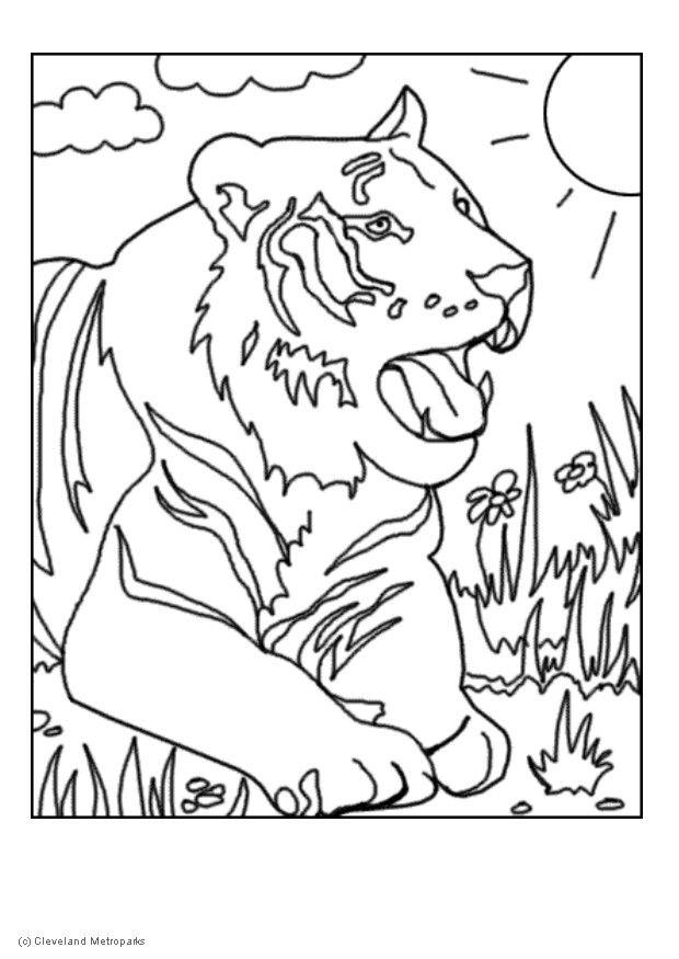 tijger Kleurplaat tijger