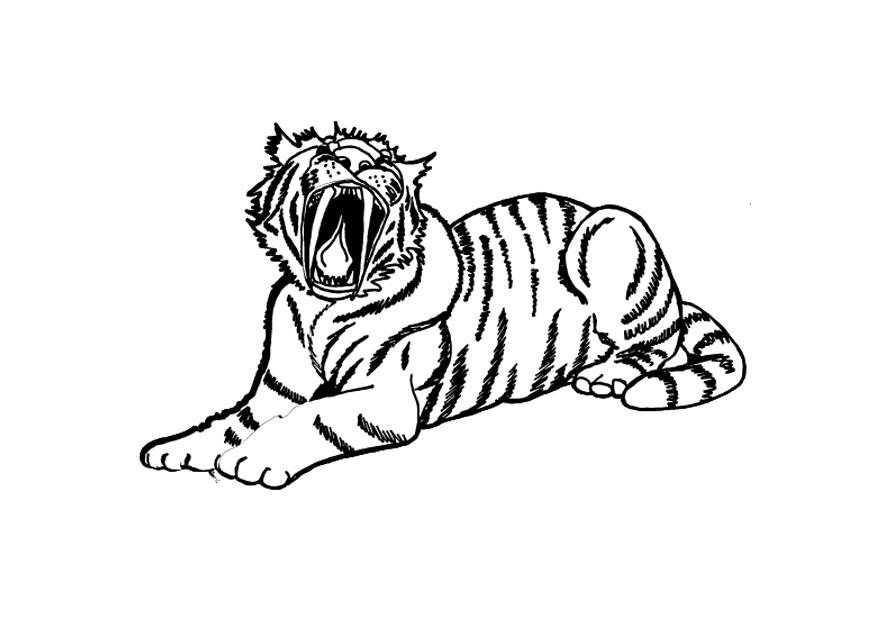 tijger Kleurplaat tijger