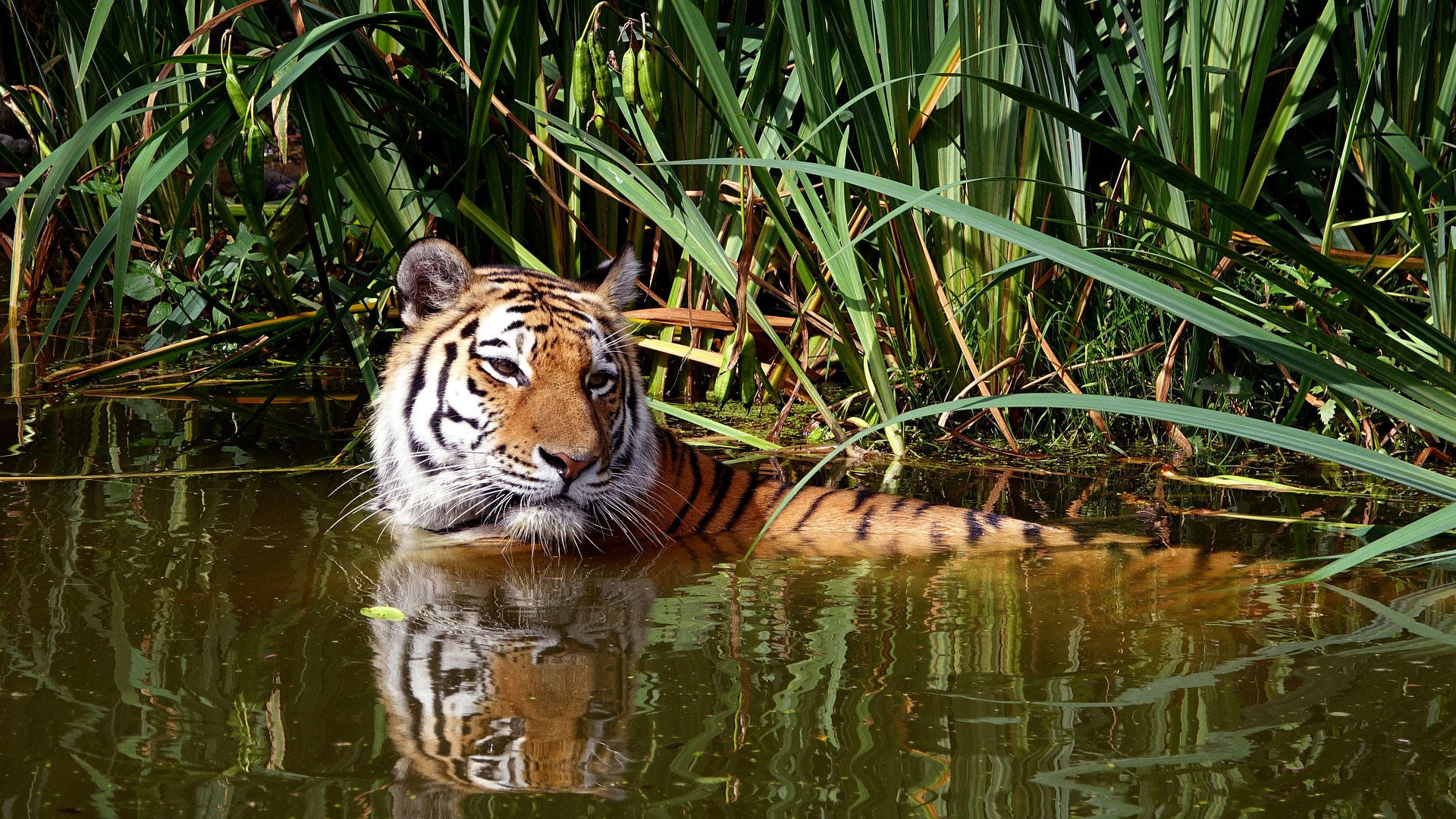 tijger in water Foto tijger in water