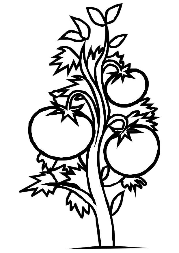 tomatenplant Kleurplaat tomatenplant
