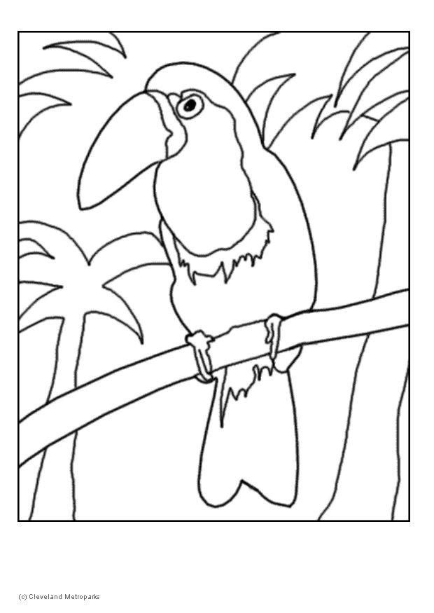 toucan Kleurplaat toucan