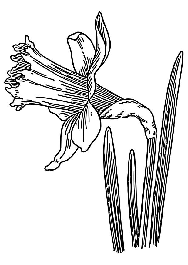 trompetnarcis Kleurplaat trompetnarcis