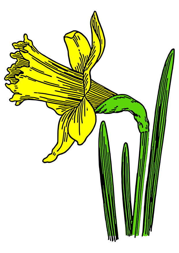 trompetnarcis Afbeelding trompetnarcis