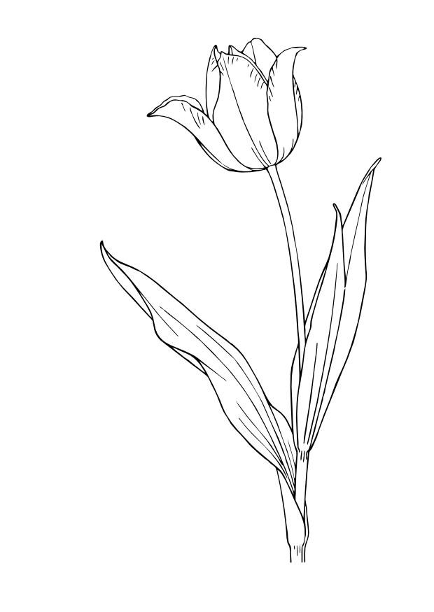 tulp Kleurplaat tulp