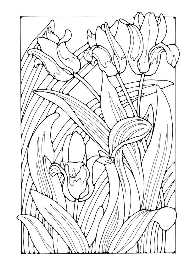 tulpen Kleurplaat tulpen