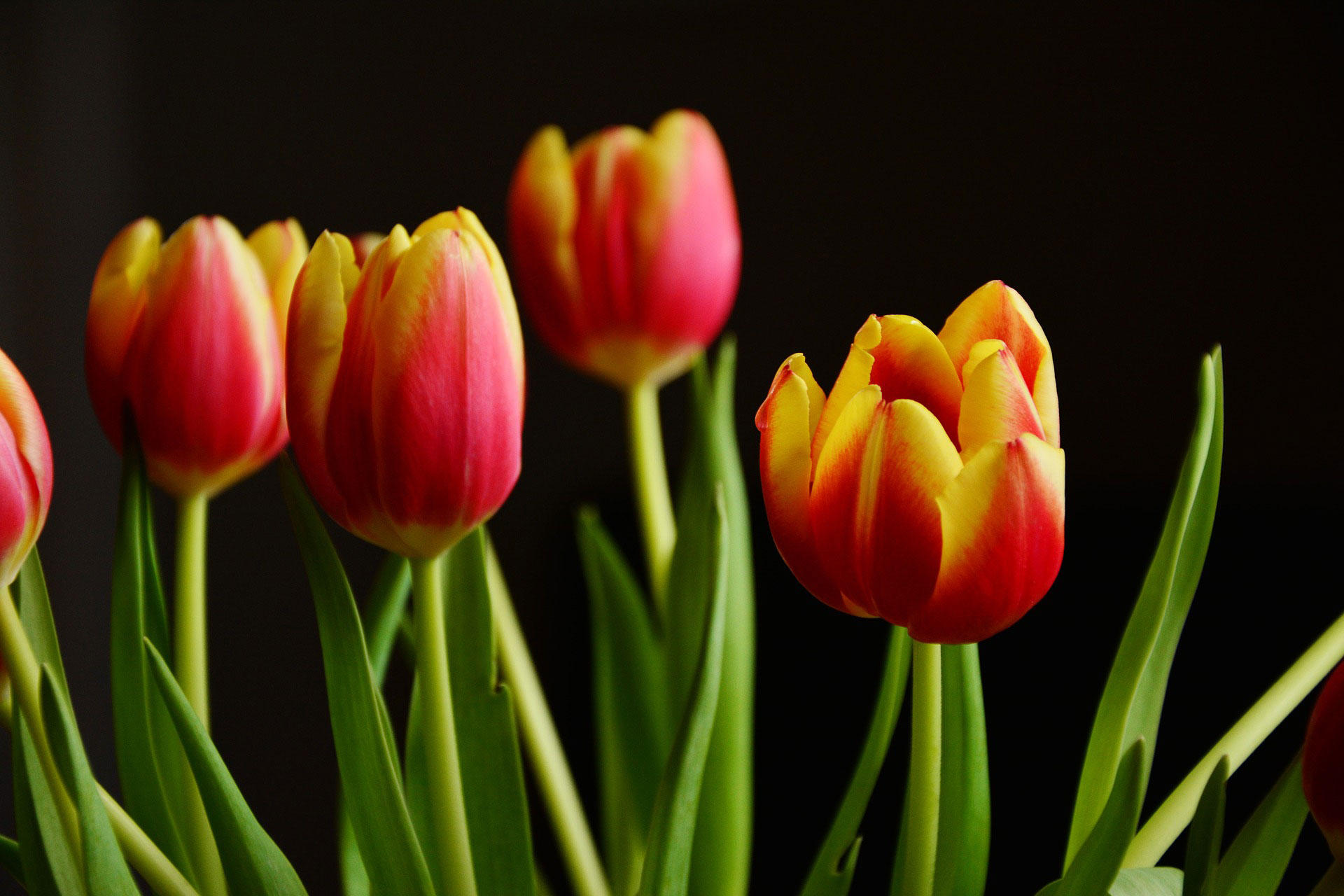 tulpen Foto tulpen