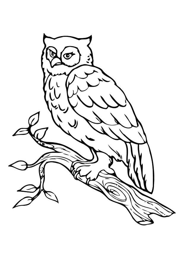 uil Kleurplaat uil