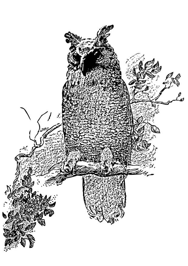 uil Kleurplaat uil