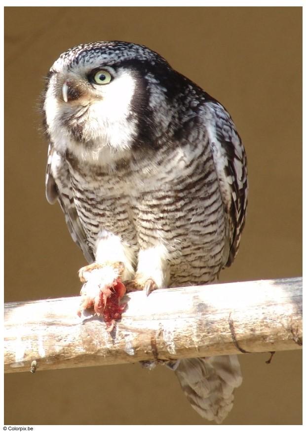 uil Foto uil