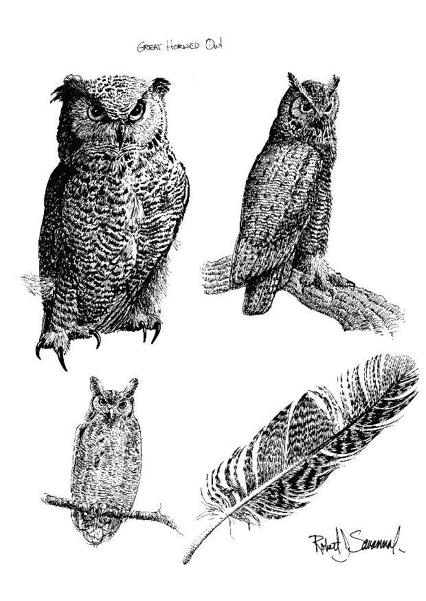 uil Kleurplaat uil
