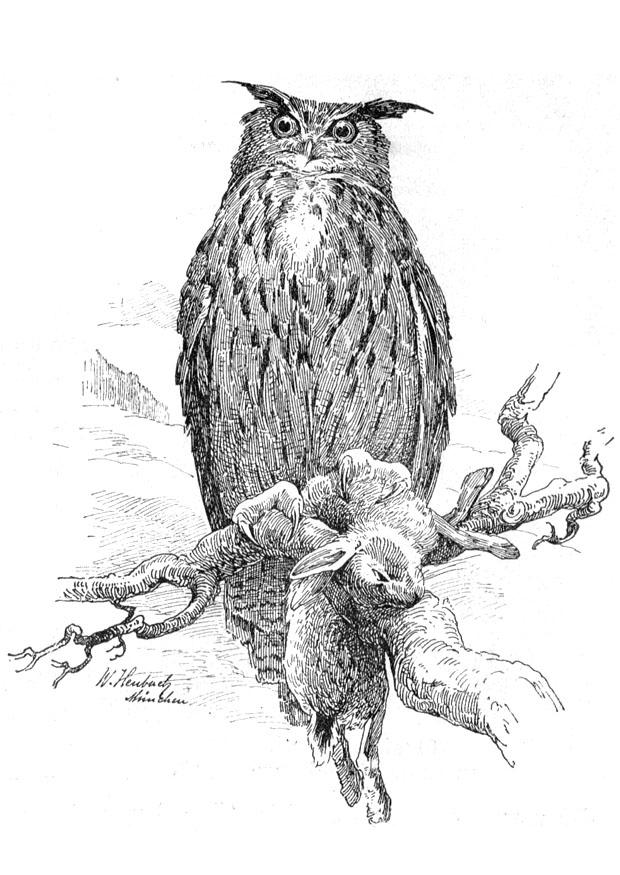 uil Kleurplaat uil