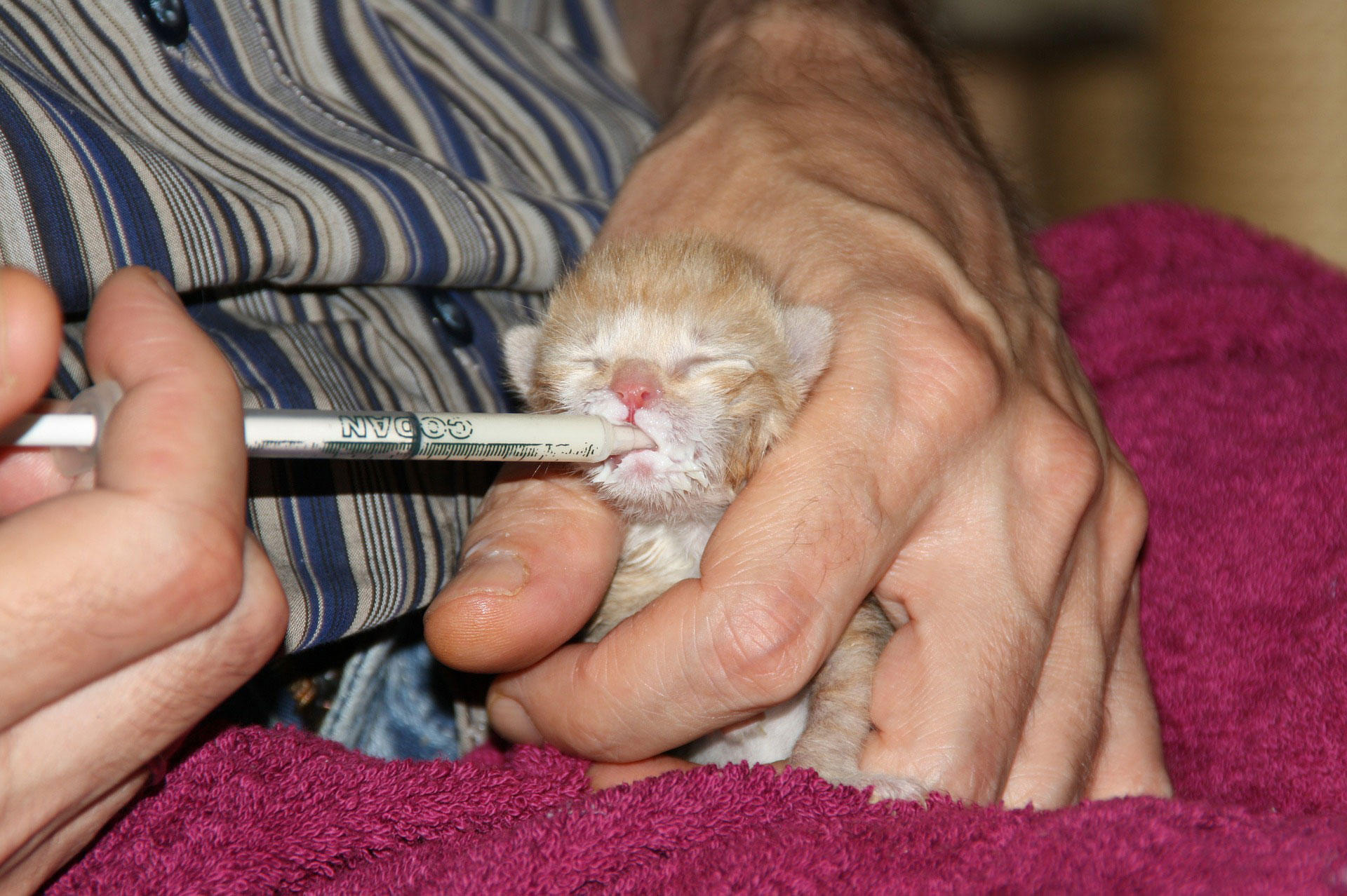 verzorging kitten Foto verzorging kitten