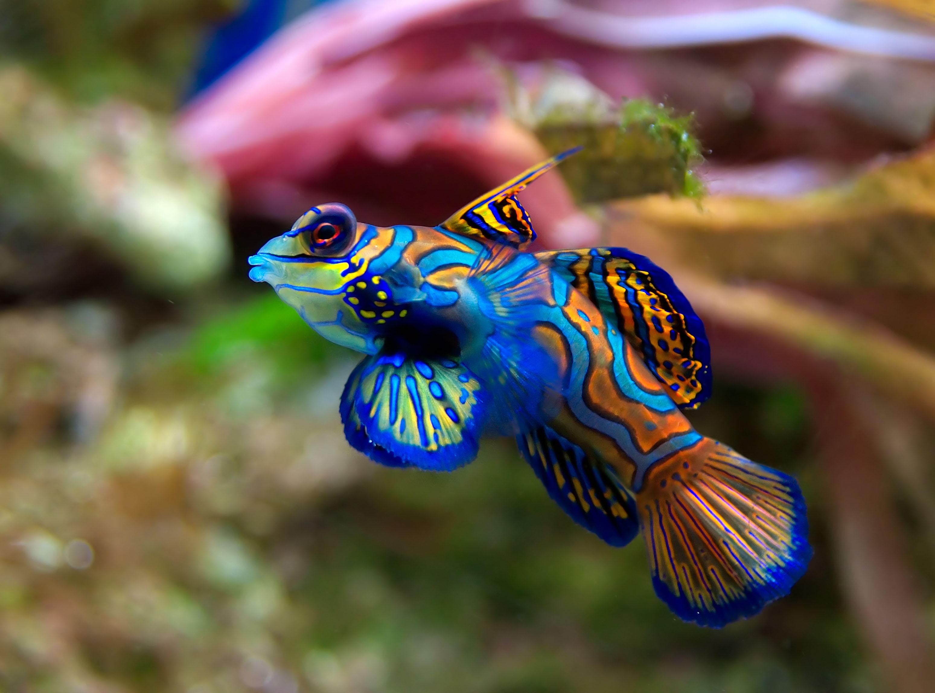 Foto vis - synchiropus splendidus