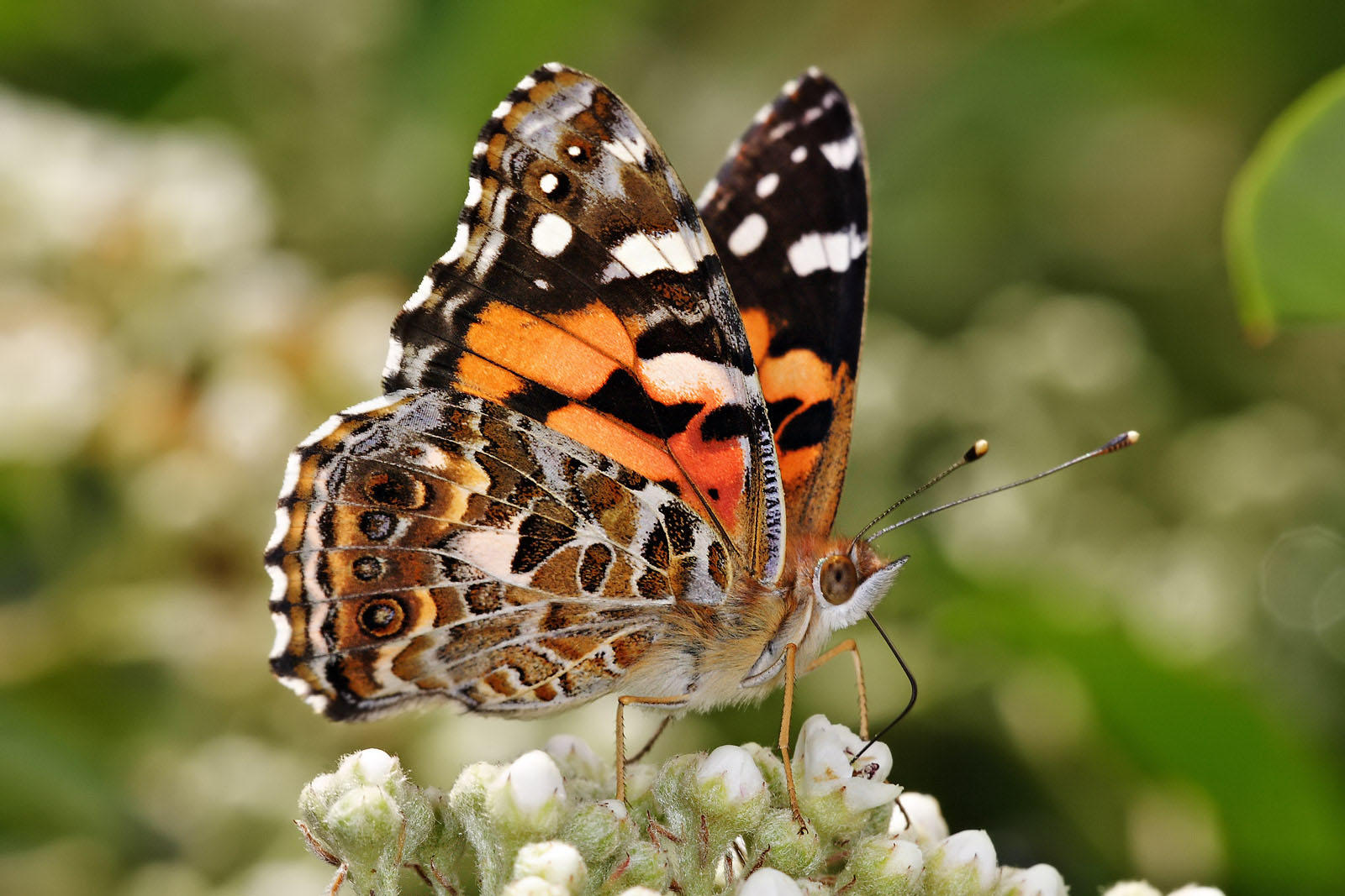 vlinder - australian painted lady Foto vlinder - australian painted lady