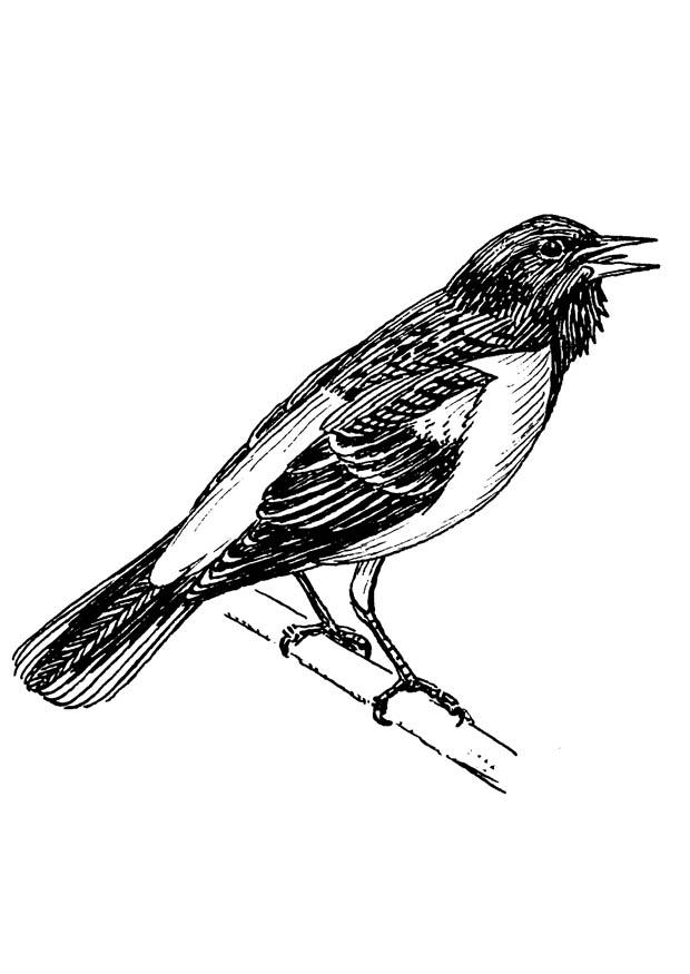 voge - baltinoretroepiaal Kleurplaat voge - baltinoretroepiaal