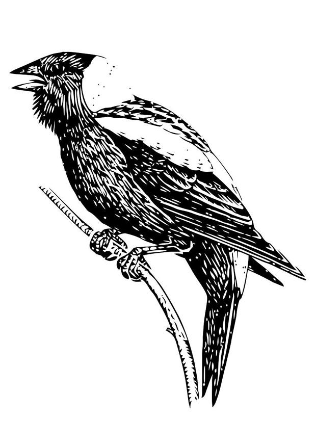vogel Kleurplaat vogel