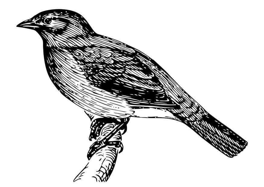 vogel Kleurplaat vogel
