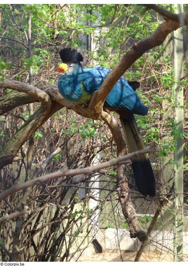 vogel Foto vogel