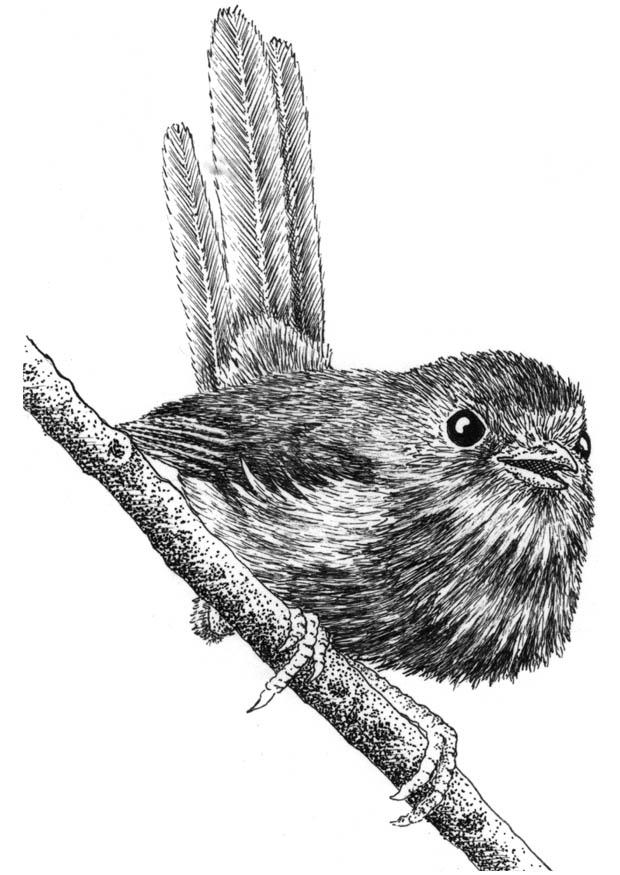 vogel Kleurplaat vogel