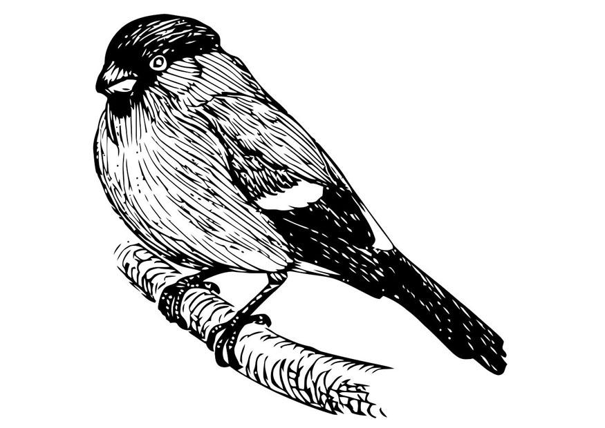 vogel - goudvink Kleurplaat vogel - goudvink