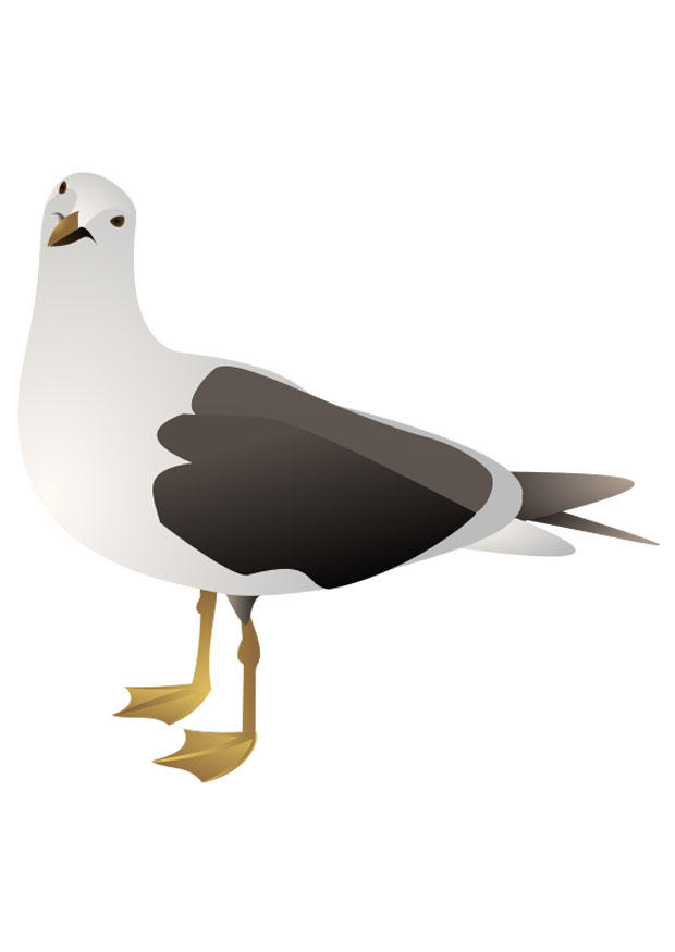 vogel - meeuw Afbeelding vogel - meeuw