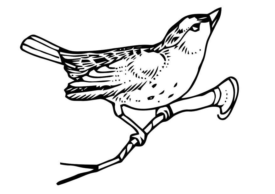 vogel op tak Kleurplaat vogel op tak