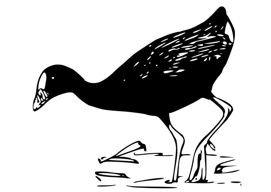 vogel - purperhoen Kleurplaat vogel - purperhoen