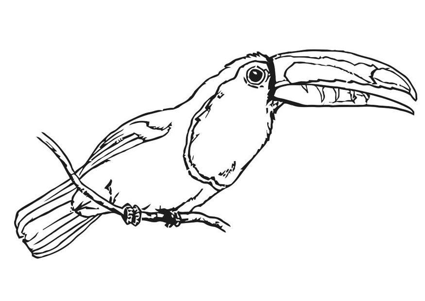 vogel - toekan Kleurplaat vogel - toekan