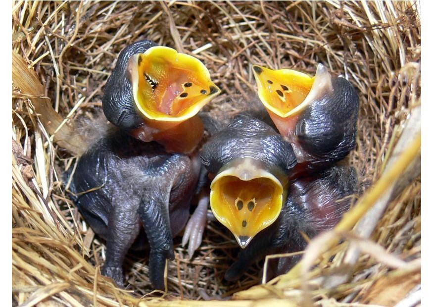 vogeljongen Foto vogeljongen
