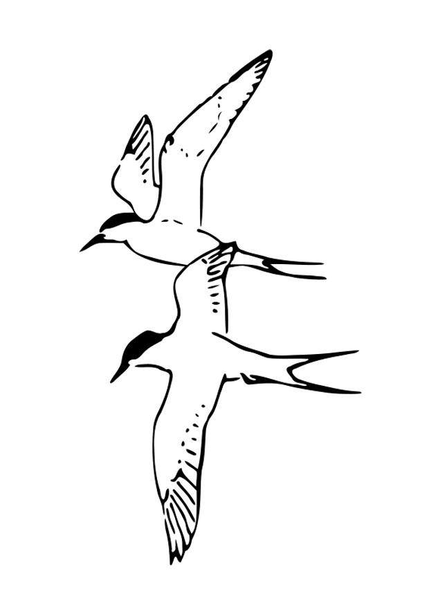 vogels Kleurplaat vogels