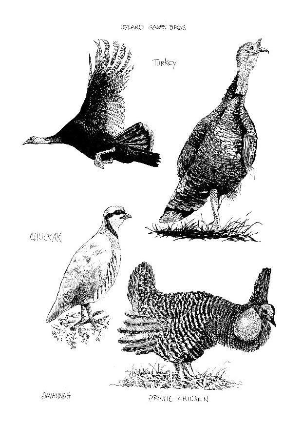 vogels Kleurplaat vogels
