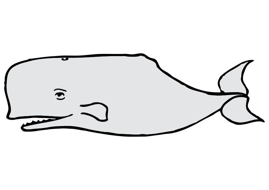 walvis Afbeelding walvis