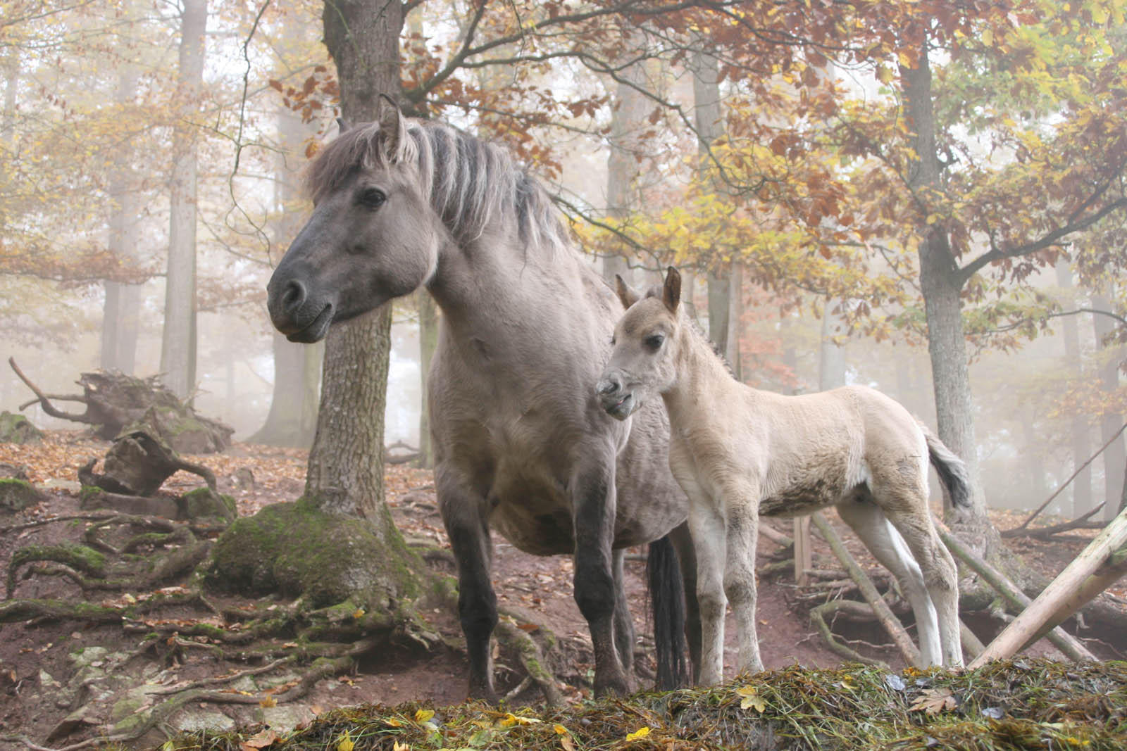 wilde paarden Foto wilde paarden