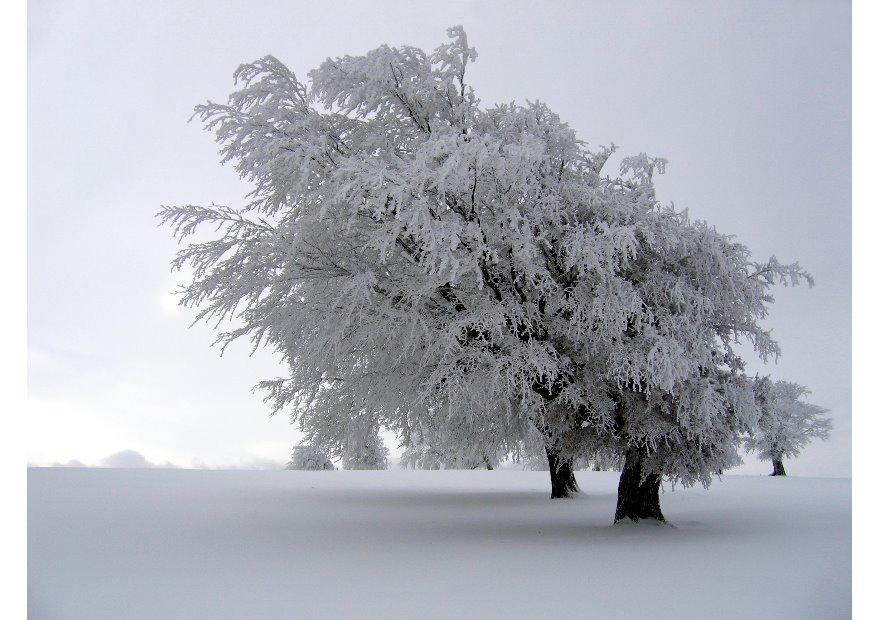 winter Foto winter