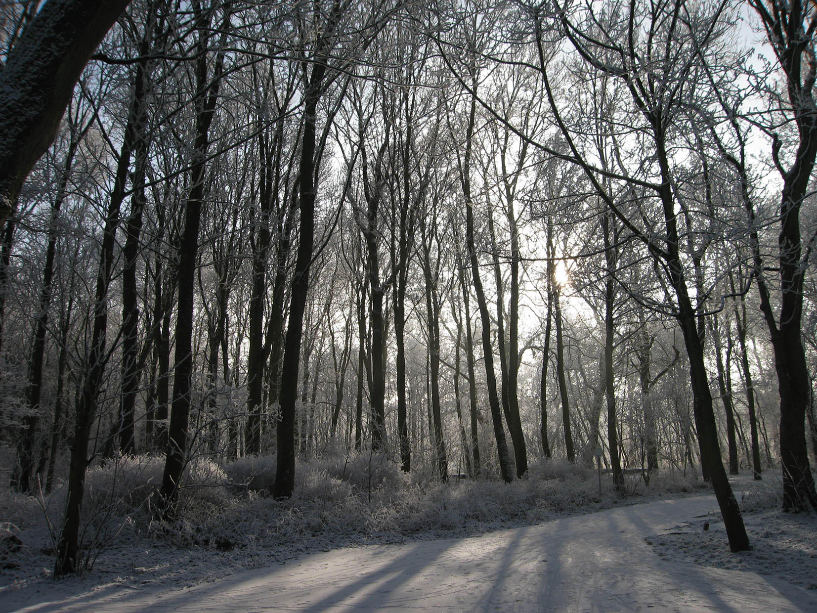 winter Foto winter