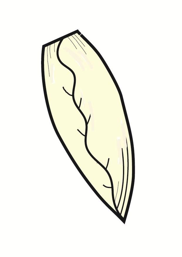 witloof Afbeelding witloof
