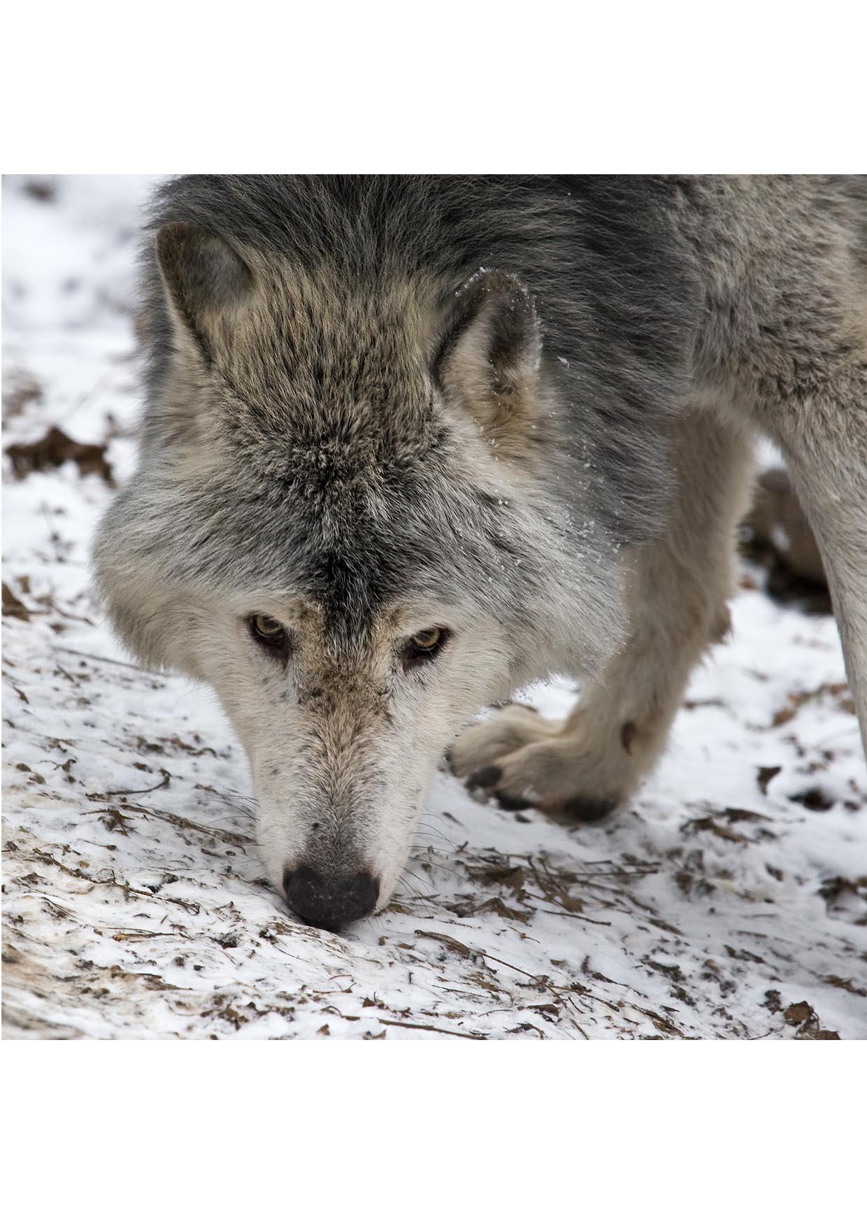 wolf Foto wolf
