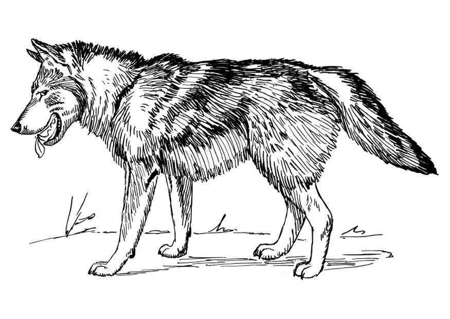 wolf Kleurplaat wolf