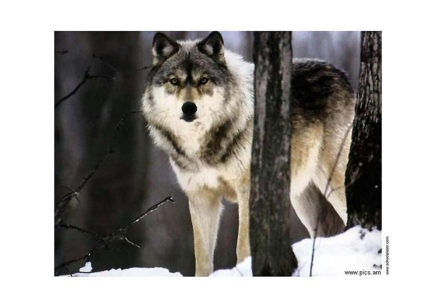 wolf Foto wolf