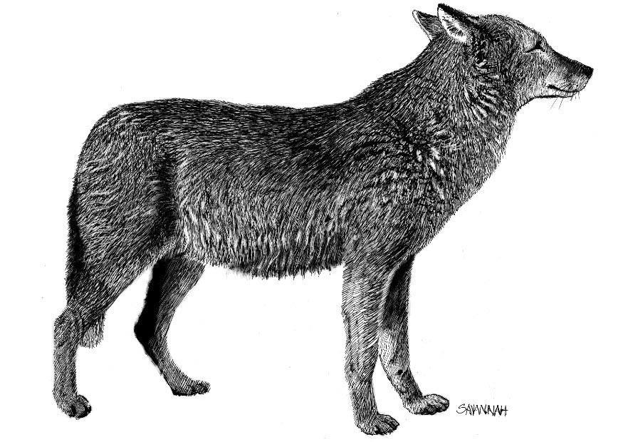wolf Kleurplaat wolf