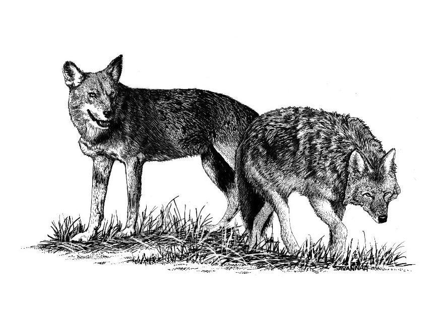 wolven Kleurplaat wolven