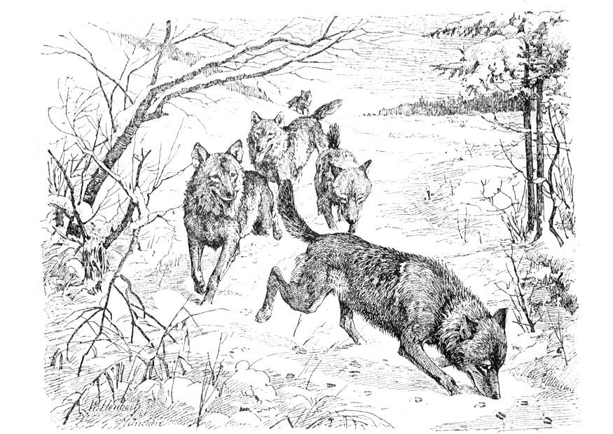 wolven Kleurplaat wolven