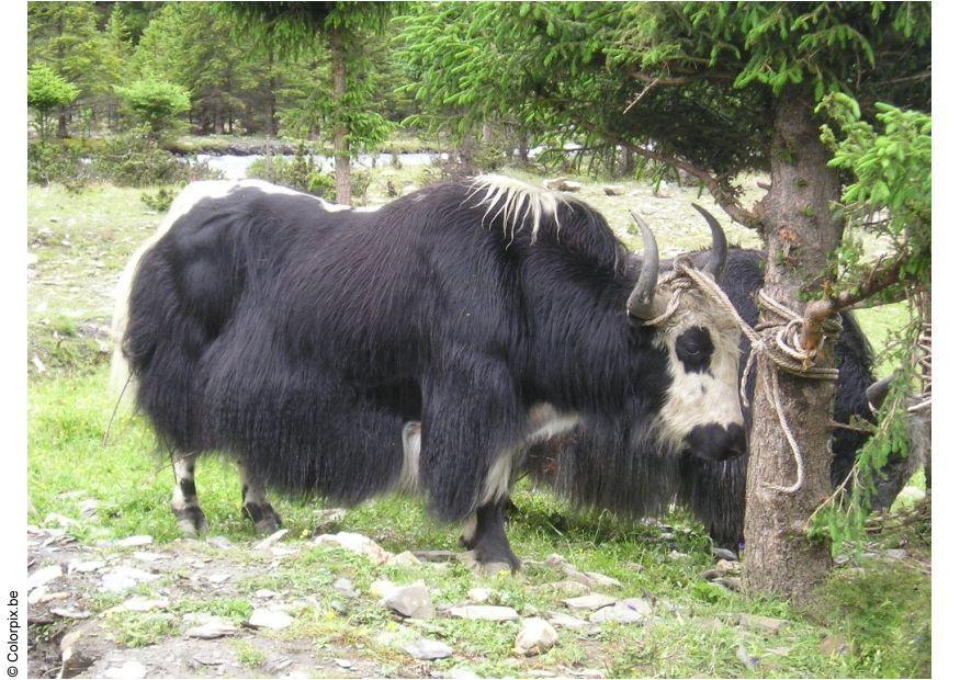 yak Foto yak