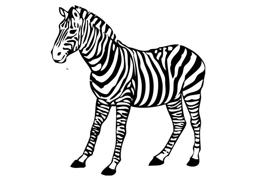 zebra Kleurplaat zebra